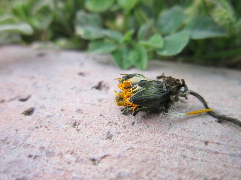 dried flower on stone