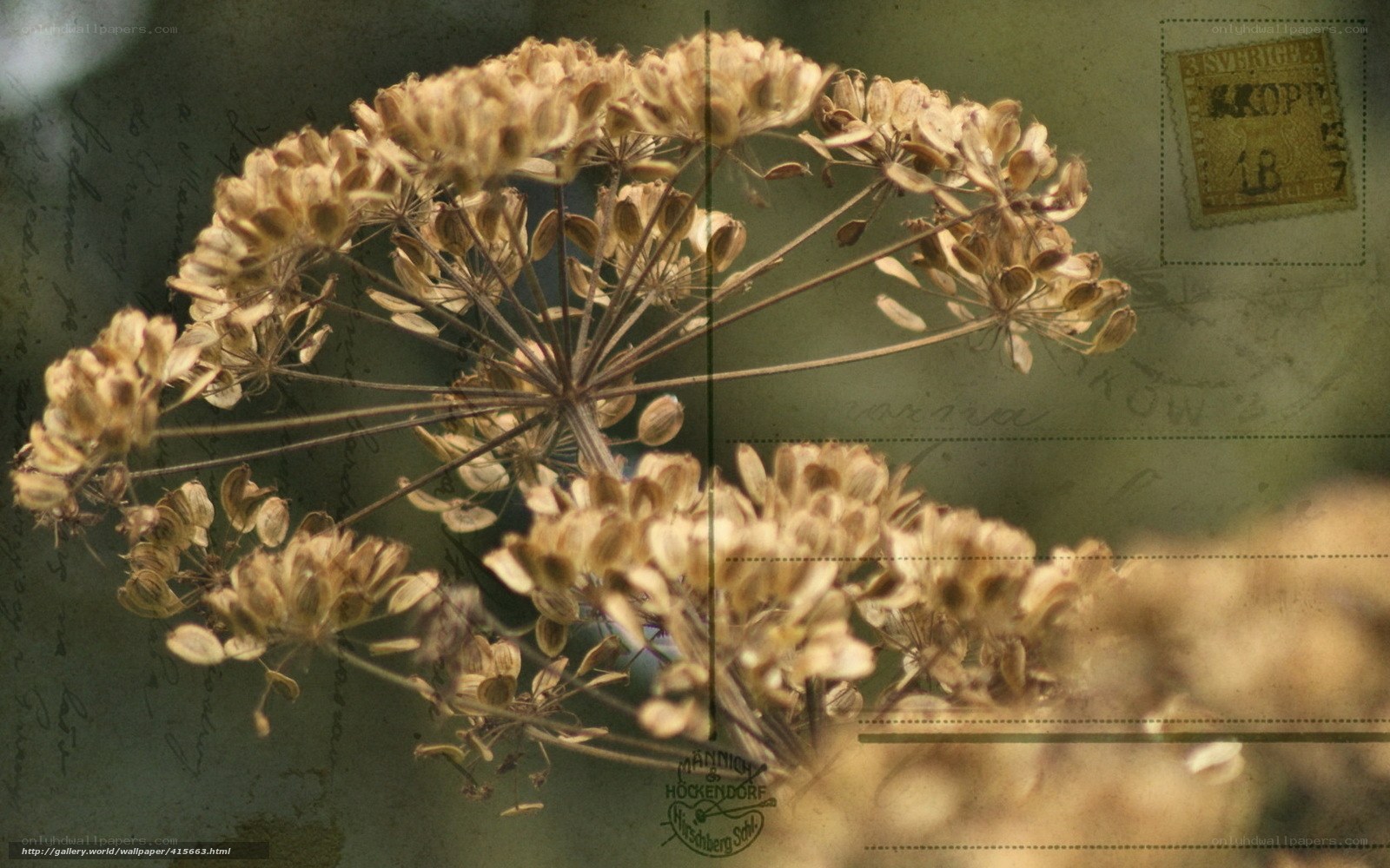 dried flower on vintage postcard