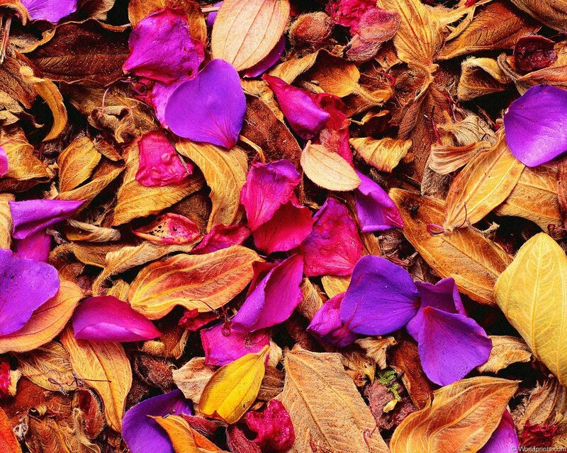 Dried Flower Petals