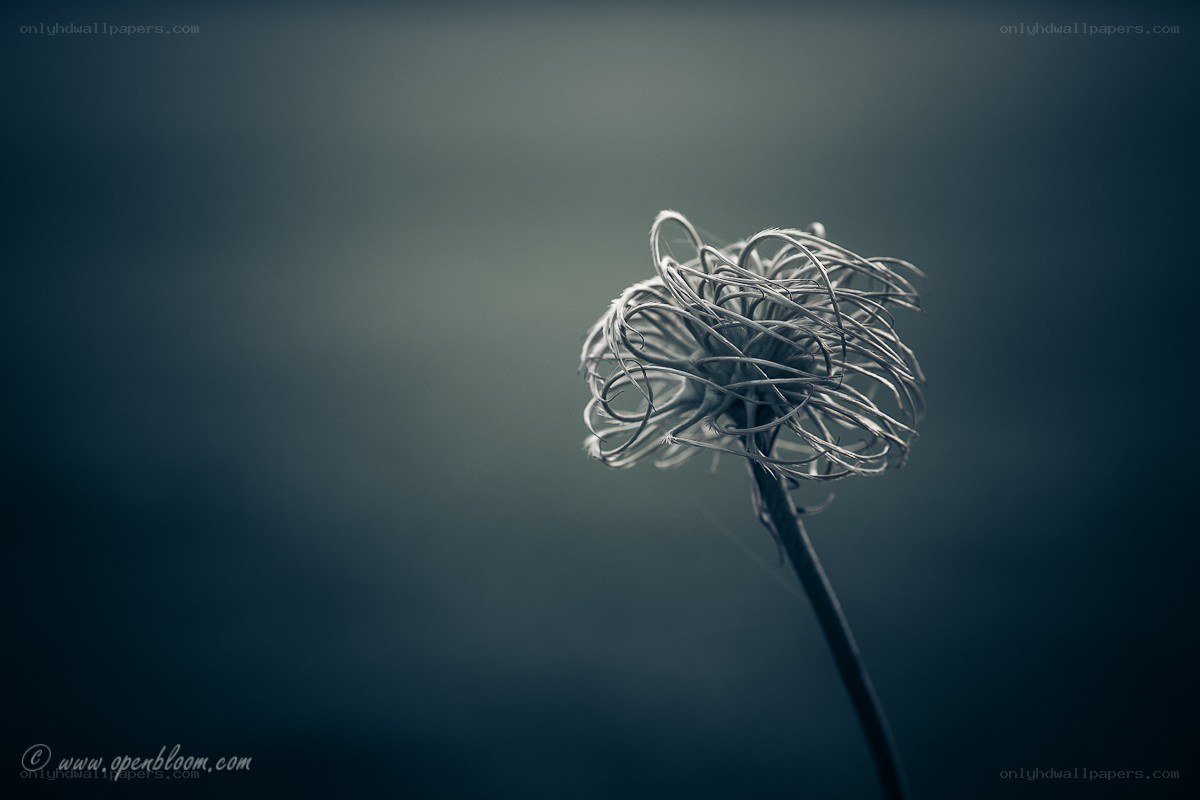 dried flower seed head