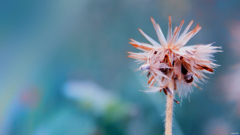 dried flower seed head