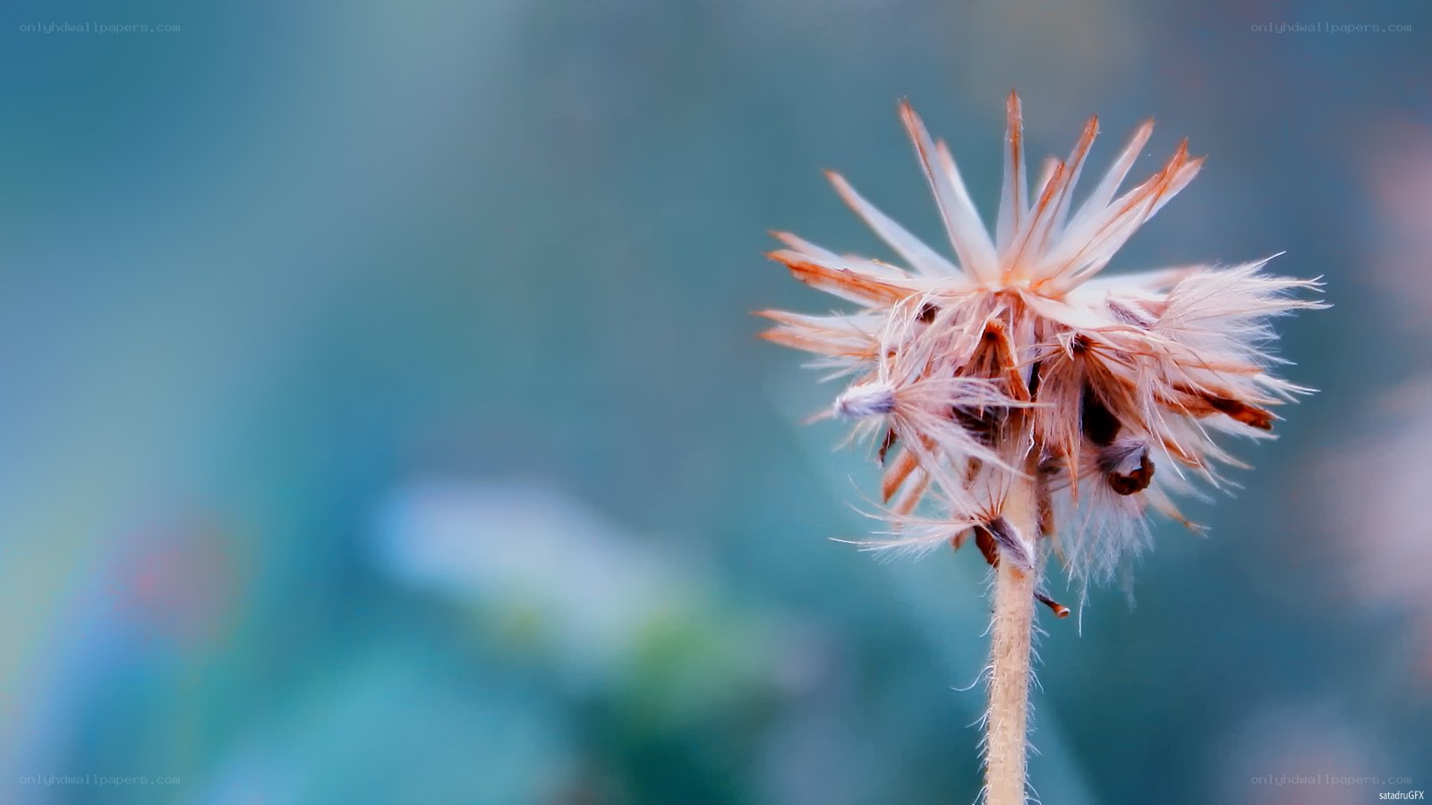 dried flower seed head