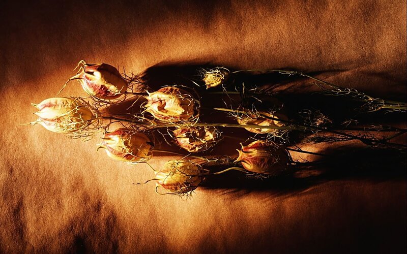 Dried Flower Seed Pods