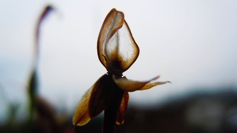 Dried Flower Silhouette