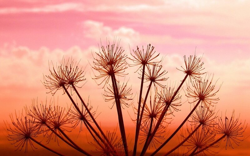 Dried Flower Silhouettes