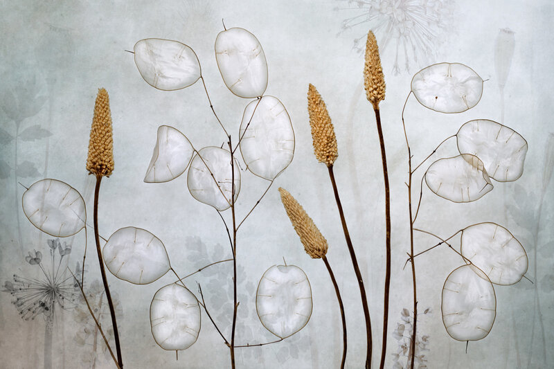Dried Flower Specimens