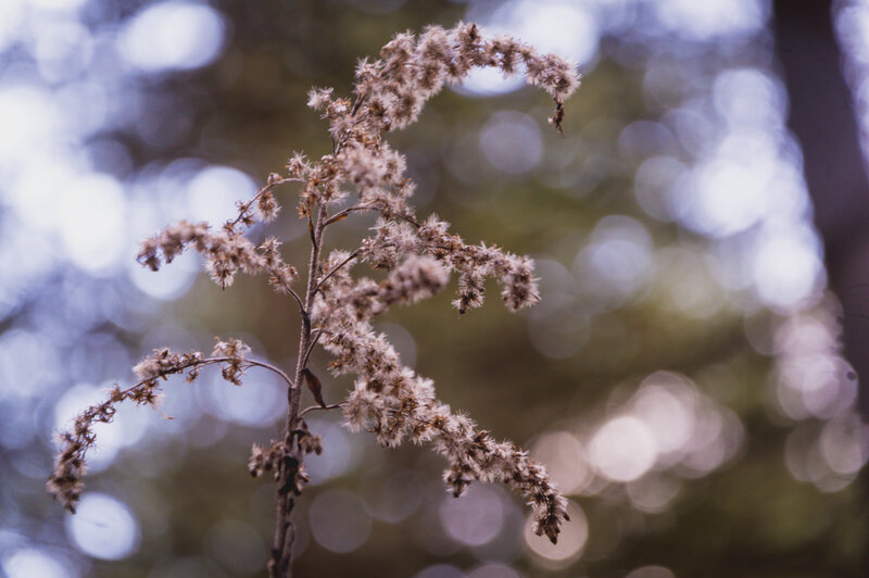 Dried Flower Stalk