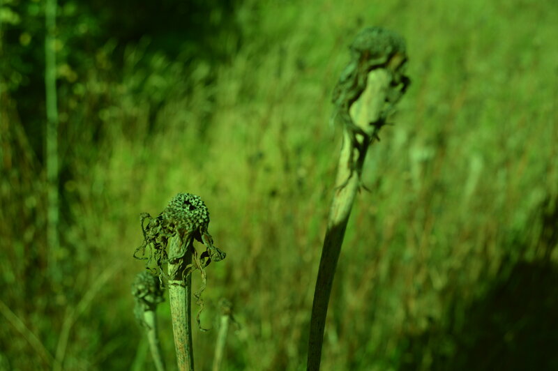 Dried Flower Stalks