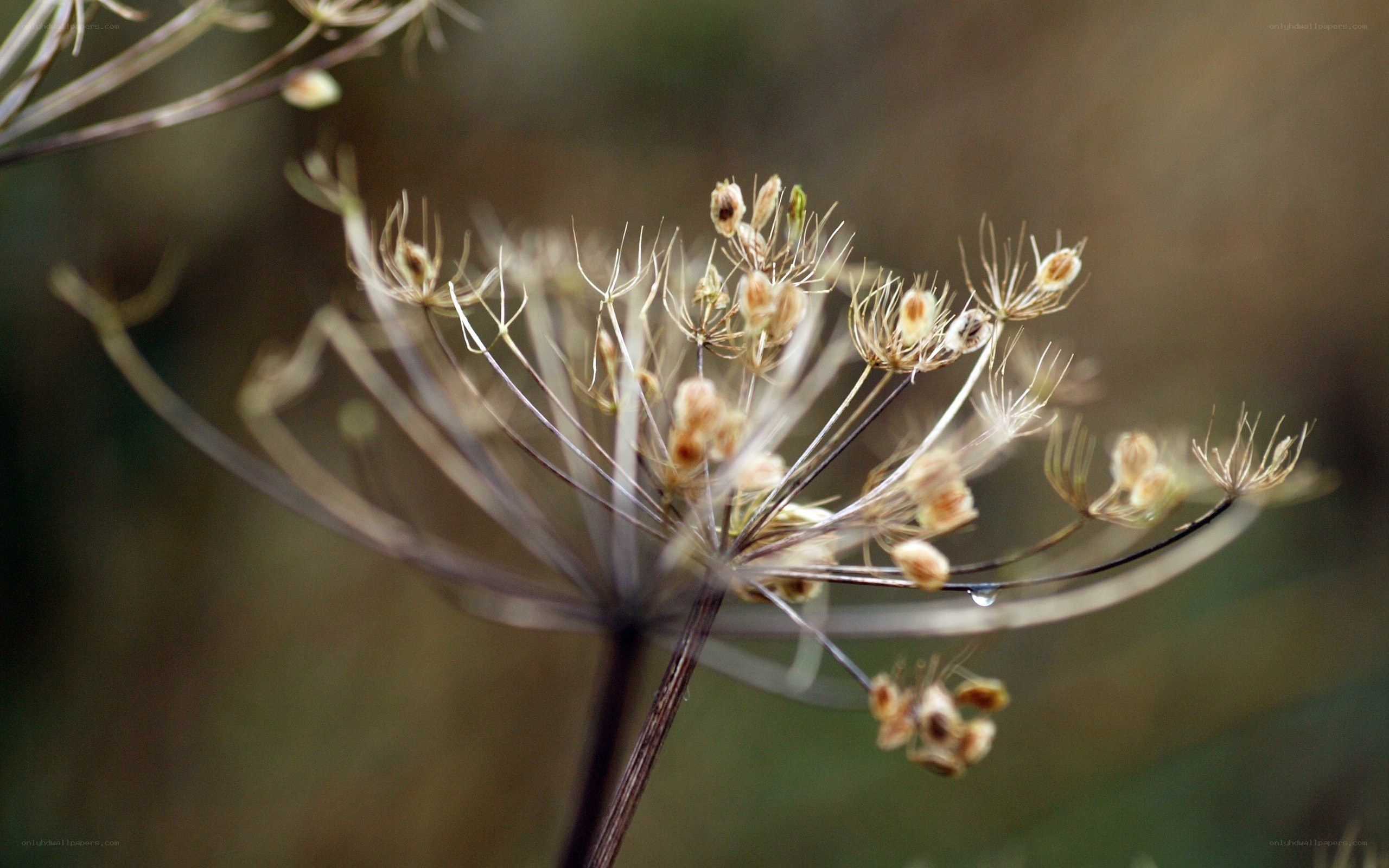 dried flower with dew drop