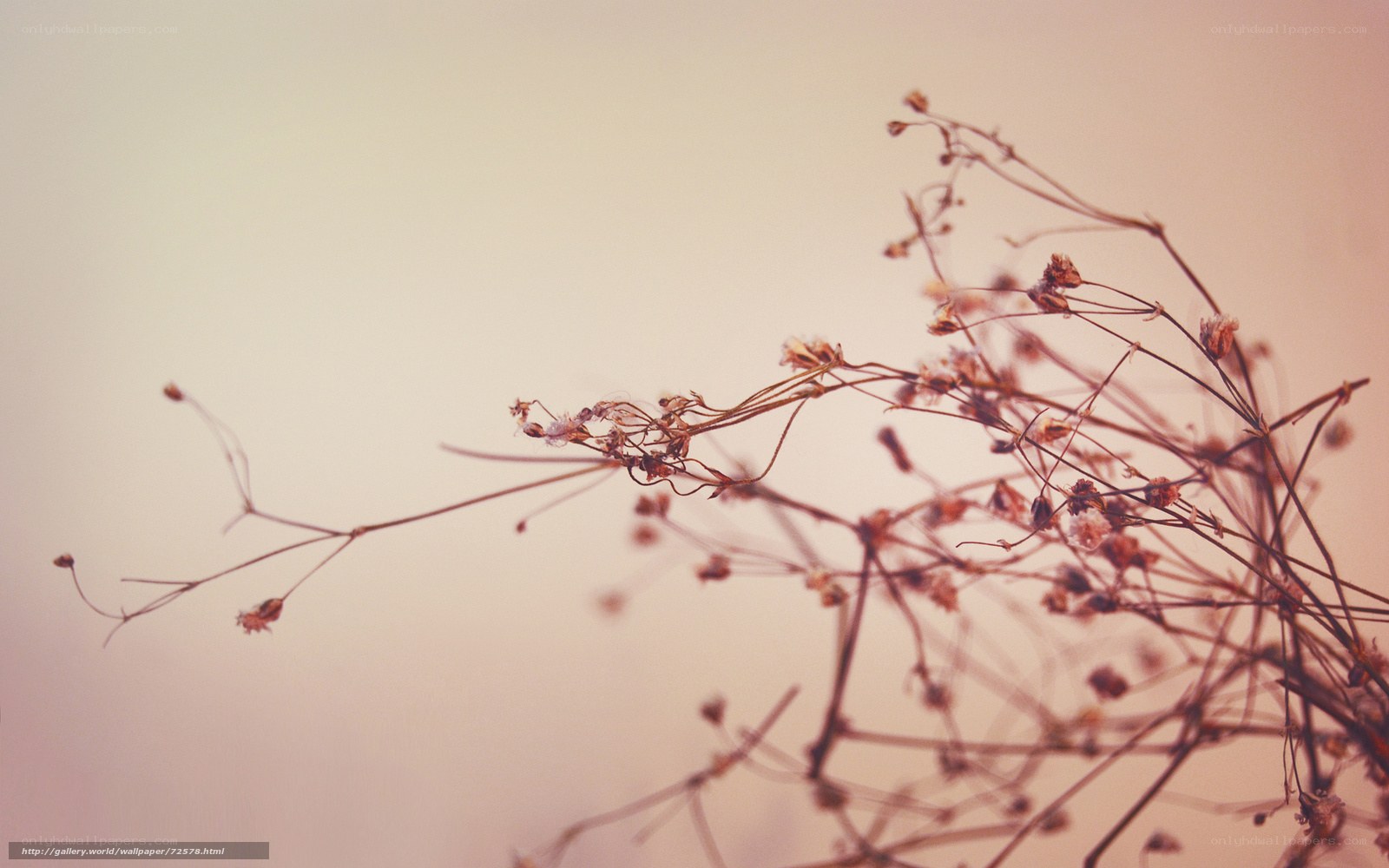 dried flowers against soft sky