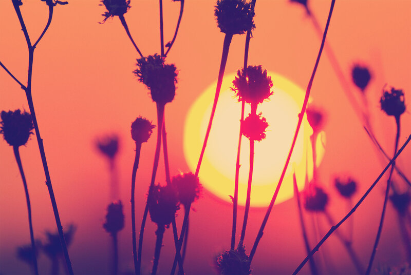 Dried Flowers at Sunset — Orange