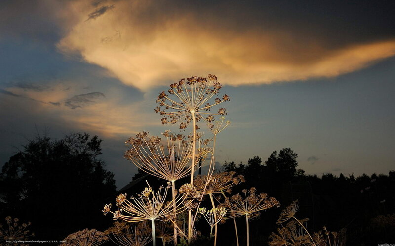 Dried flowers at sunset