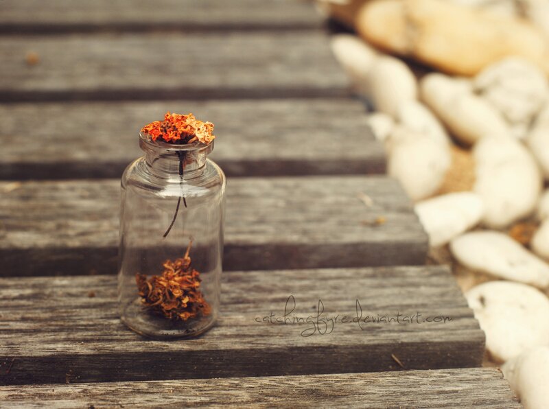 Dried Flowers in a Bottle