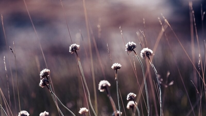 Dried flowers in a field