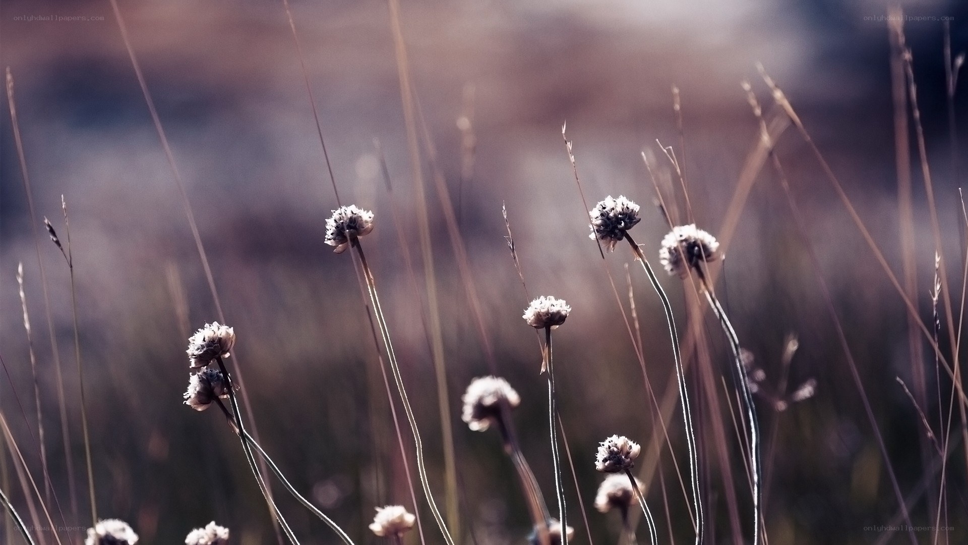 Dried flowers in a field
