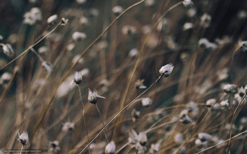 Dried flowers in a field