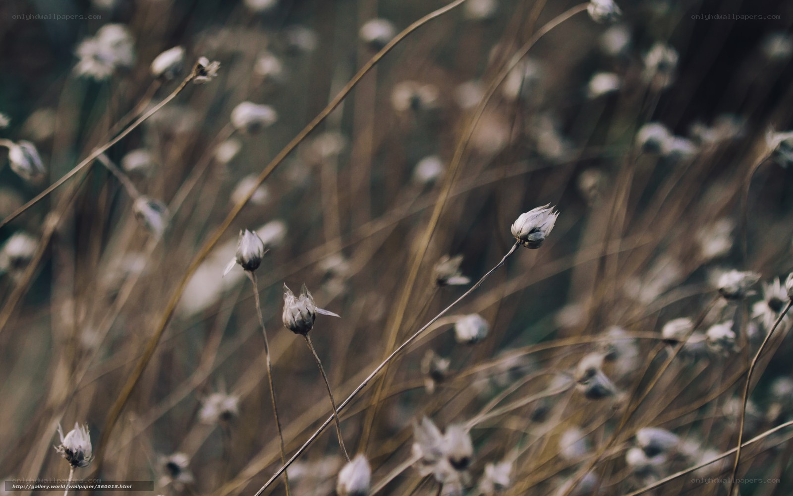 Dried flowers in a field