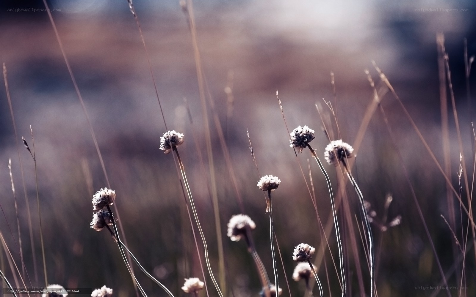 Dried flowers in a field