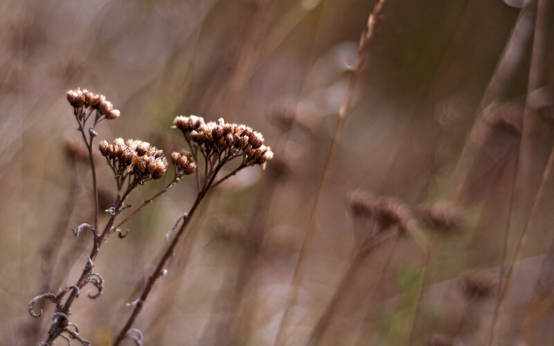 dried flowers in a field