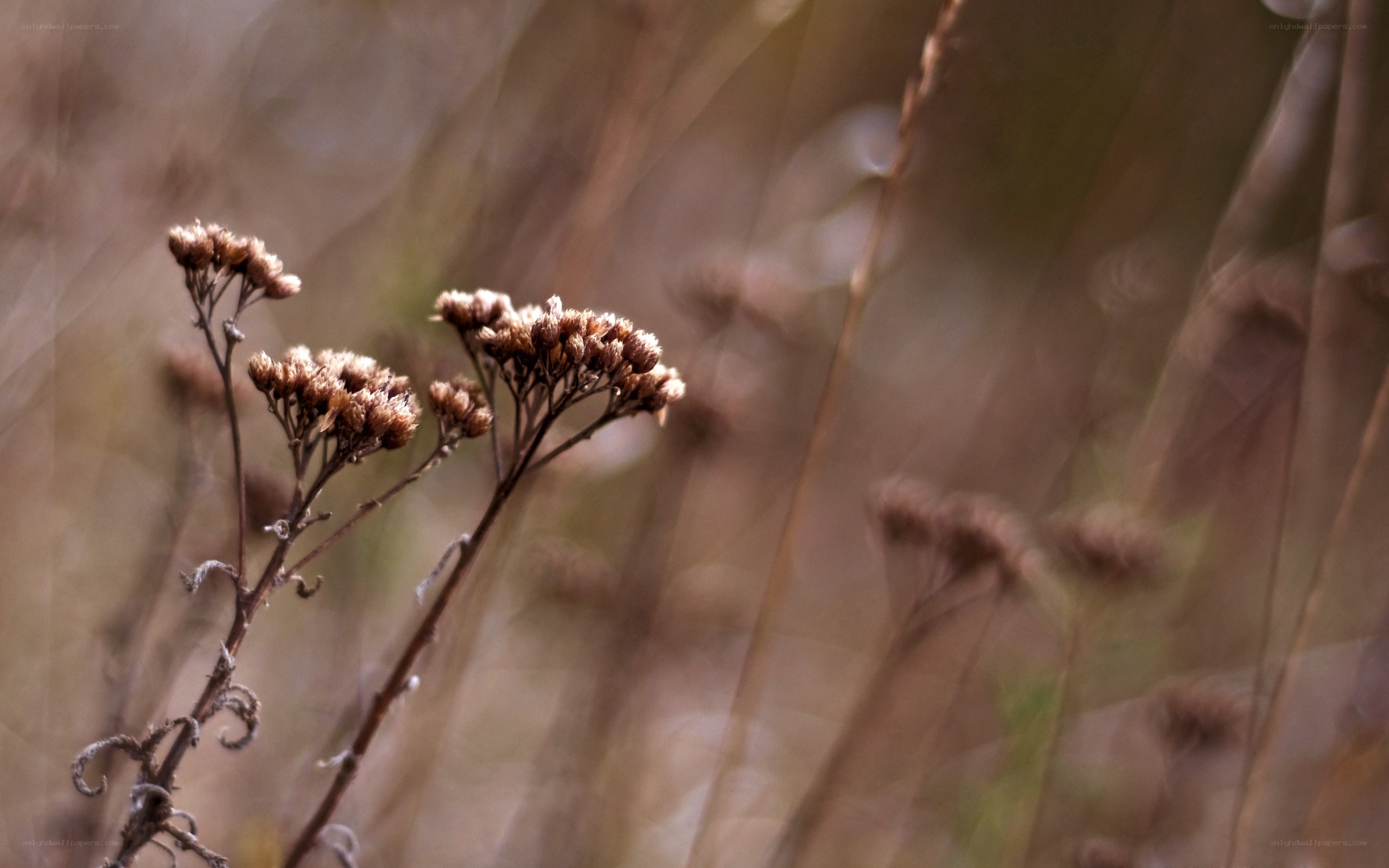 dried flowers in a field