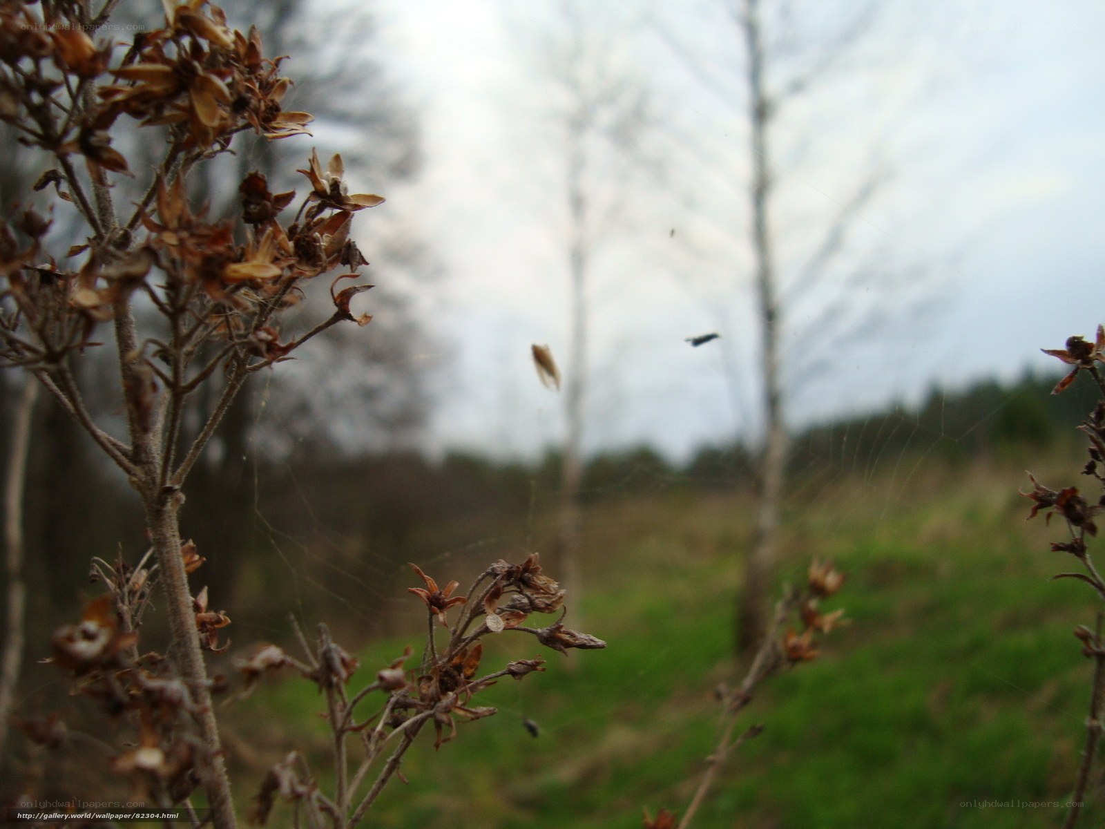 dried flowers in a field