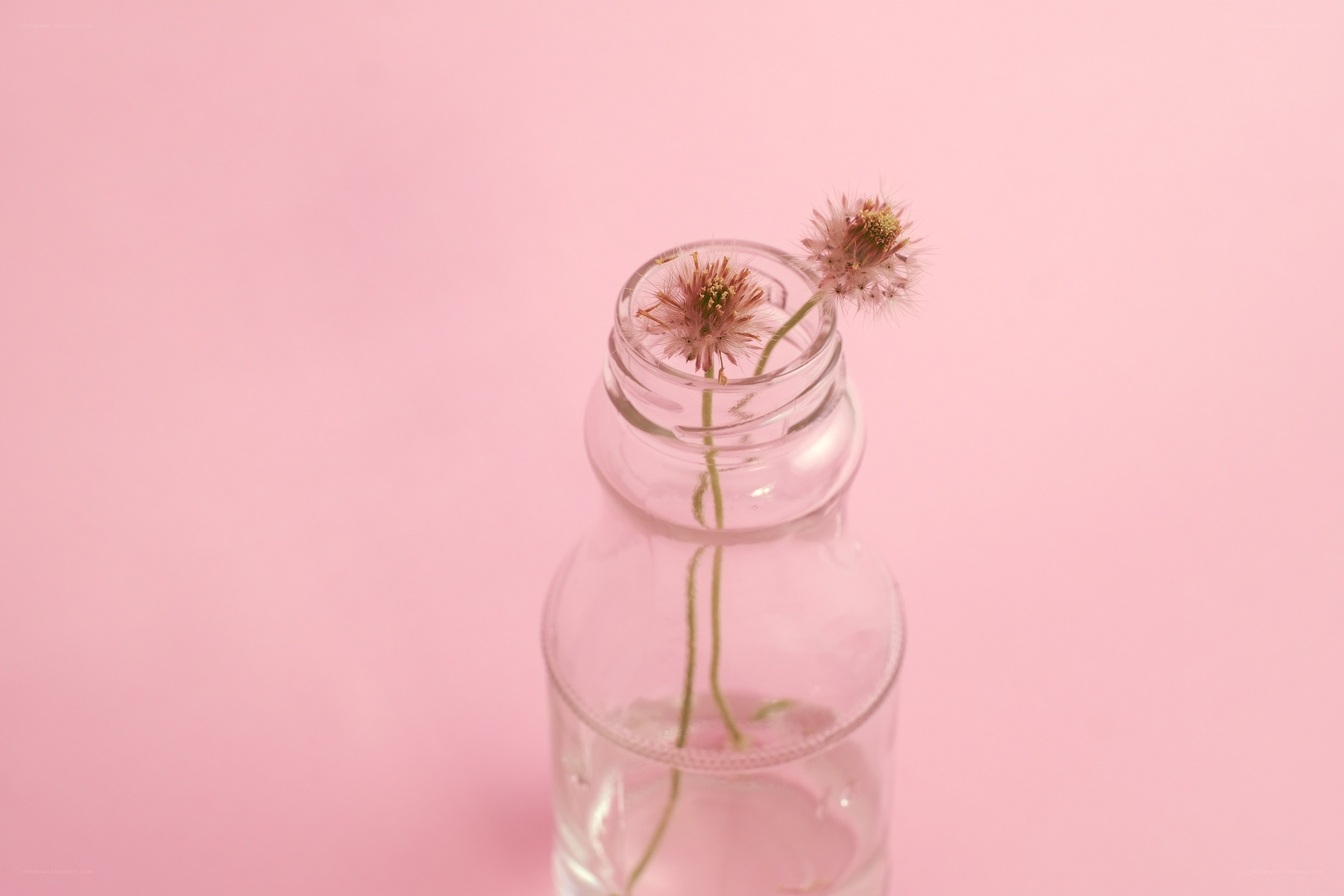 Dried flowers in a glass bottle