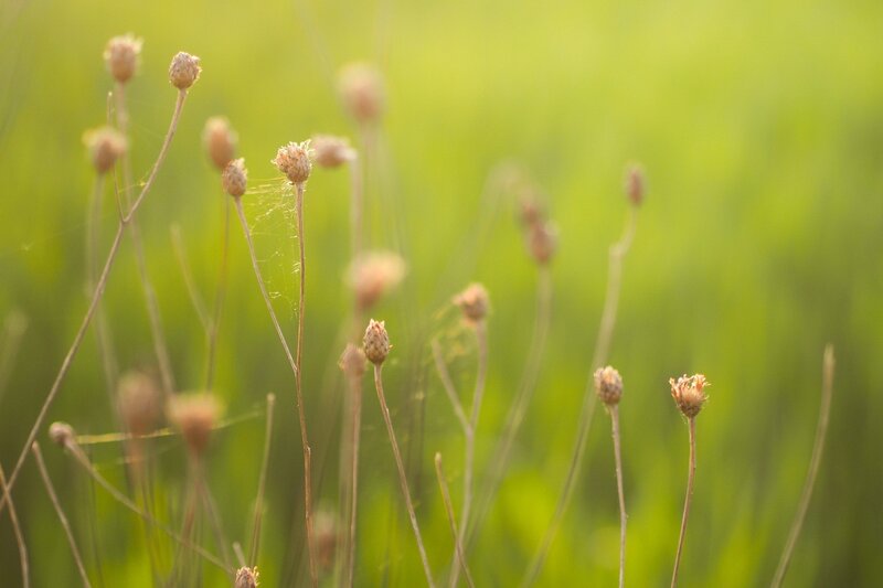 Dried flowers in a green field