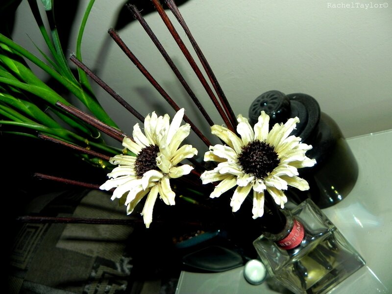 Dried Flowers in a Vase — White