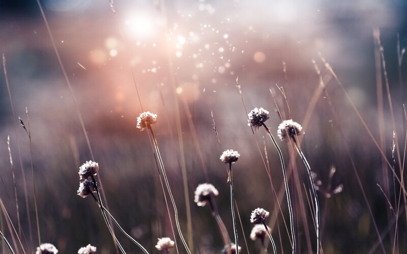 Dried Flowers in Field — Brown, Serene, Sunset, Photograph, Sunlight
