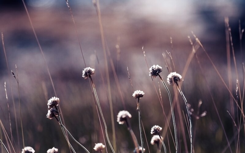 Dried Flowers in Field — Brown