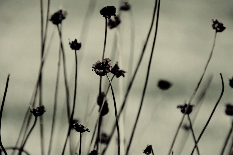 Dried Flowers in Field