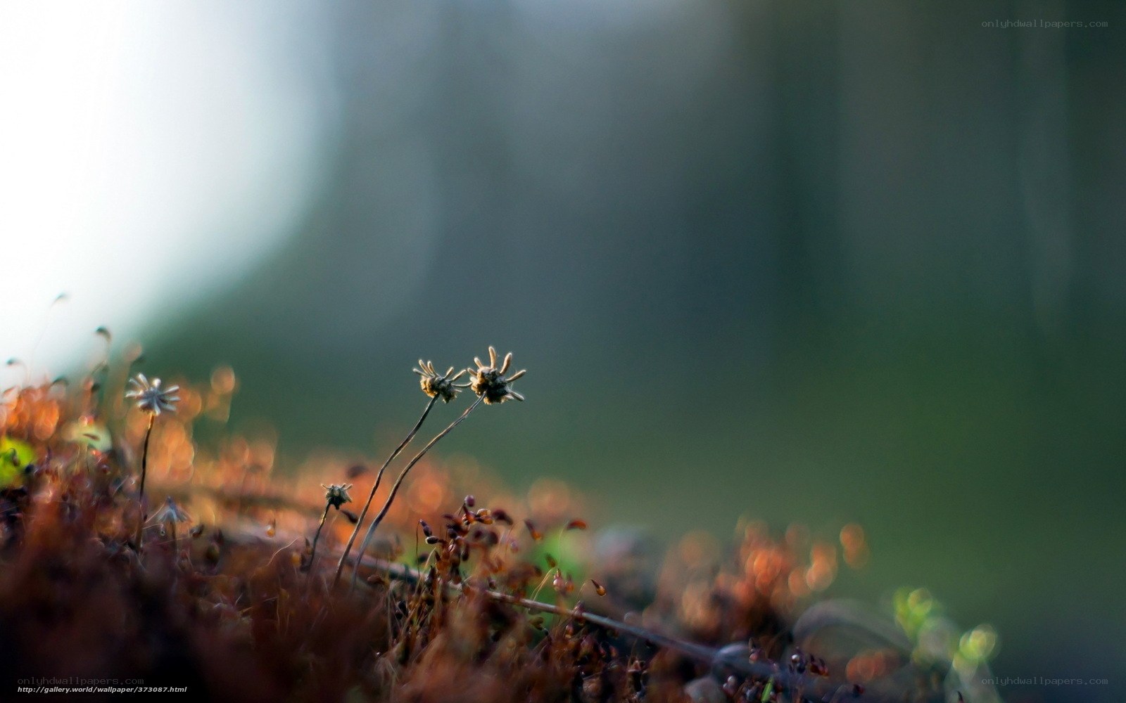 Dried flowers in forest moss