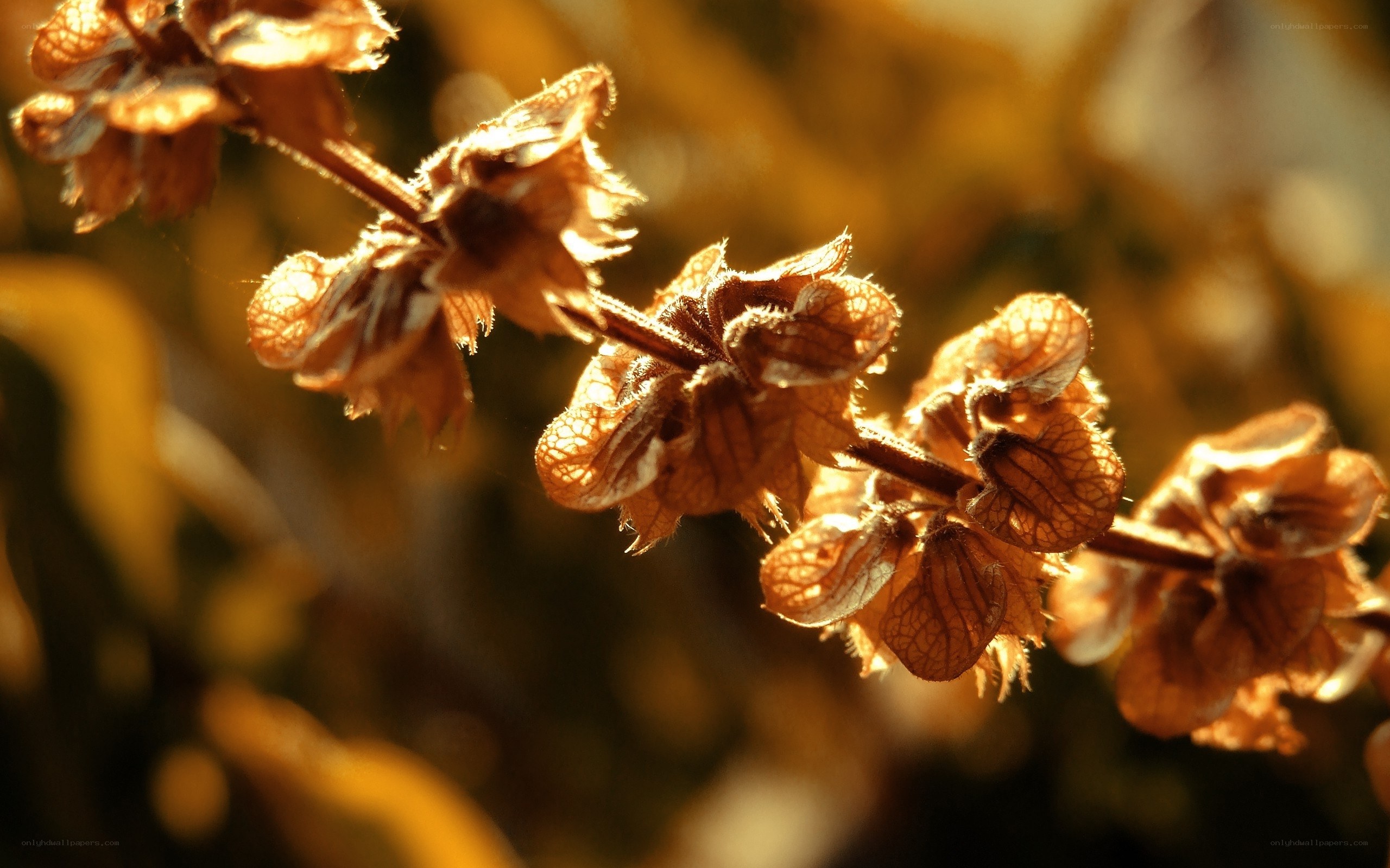 dried flowers in golden light
