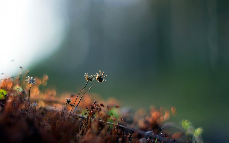 Dried Flowers in Moss — Brown, Serene