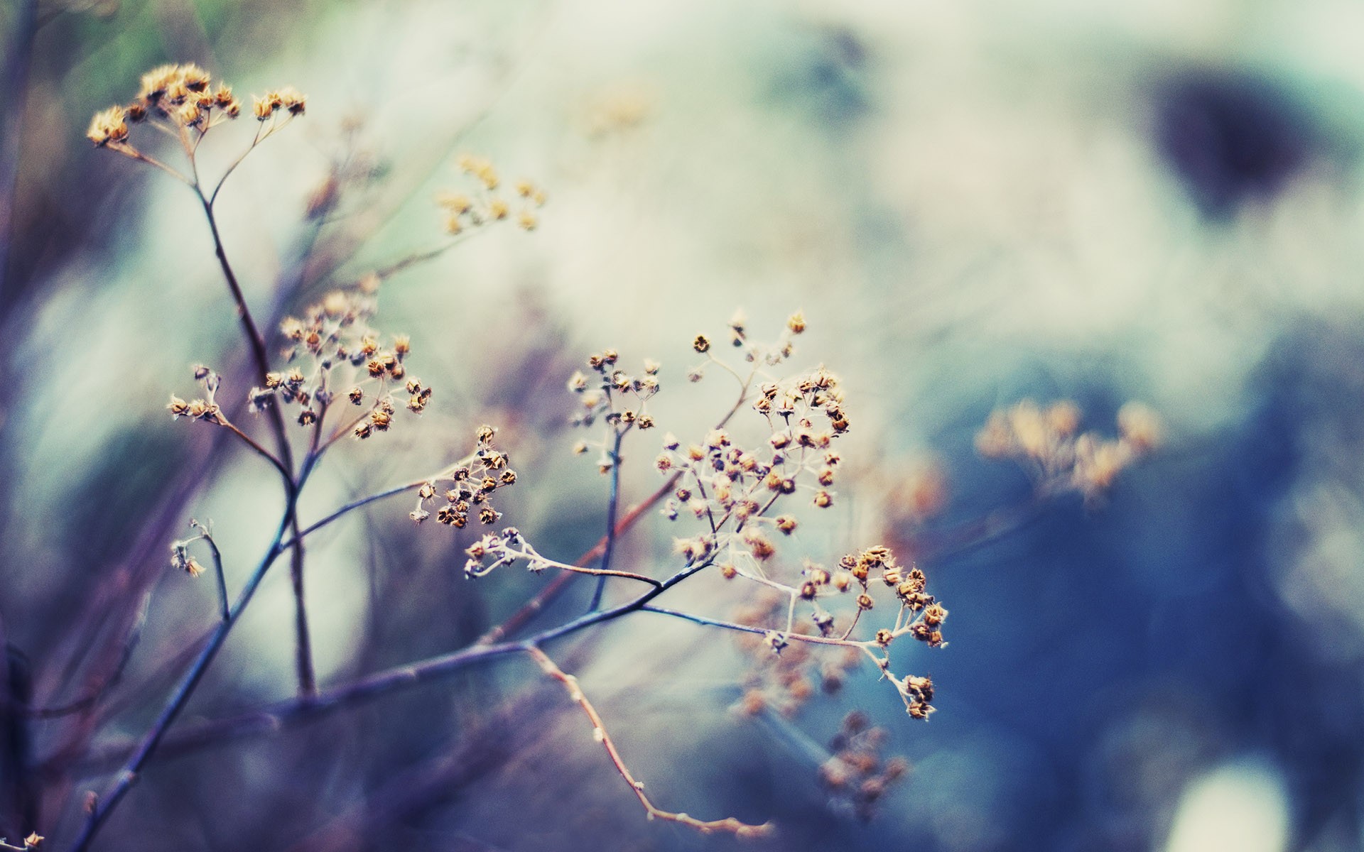 dried flowers in soft focus