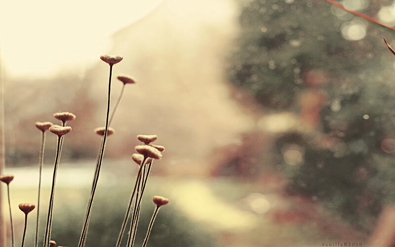 Dried flowers in soft light