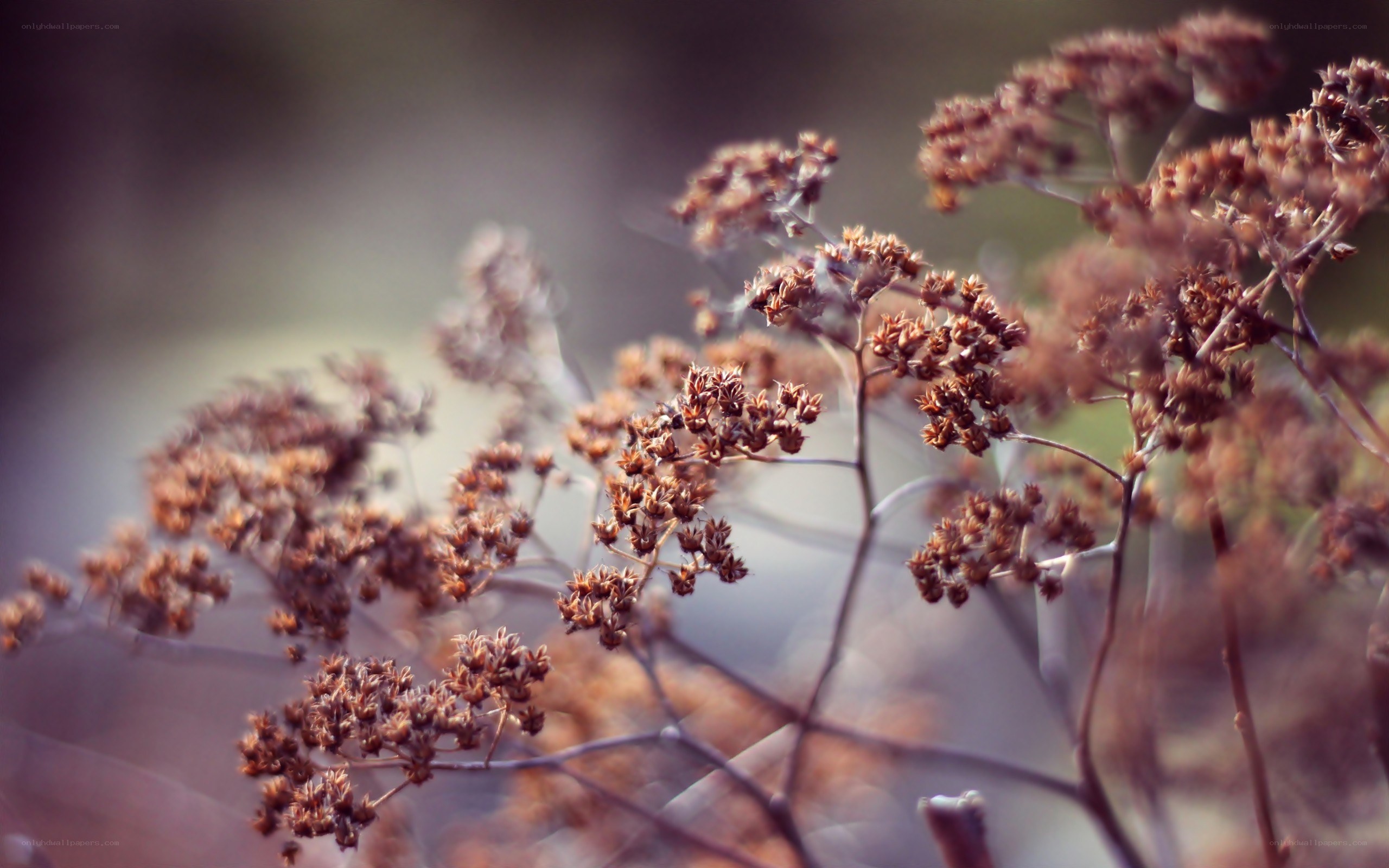 dried flowers in soft light