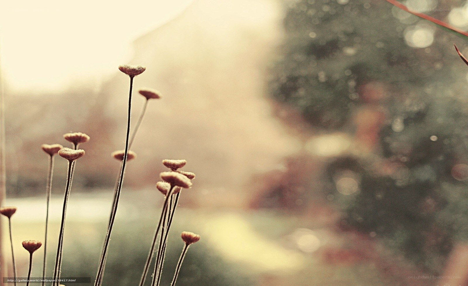dried flowers in soft light