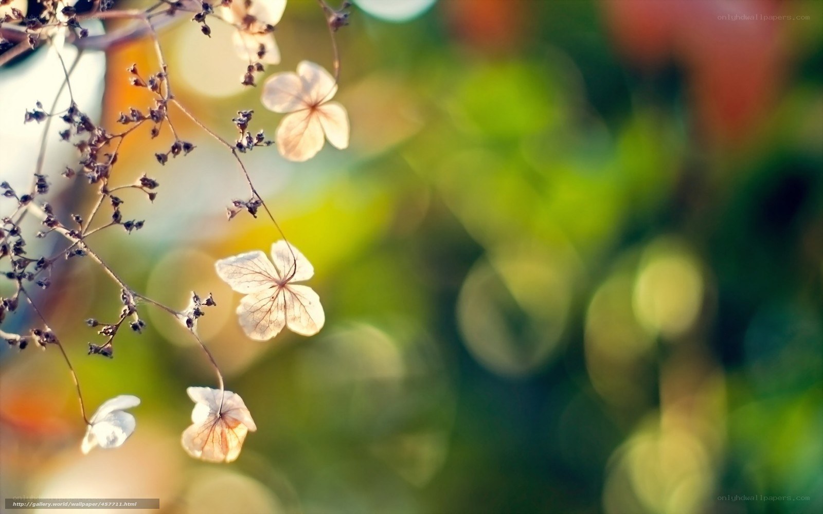 Dried flowers in sunlight