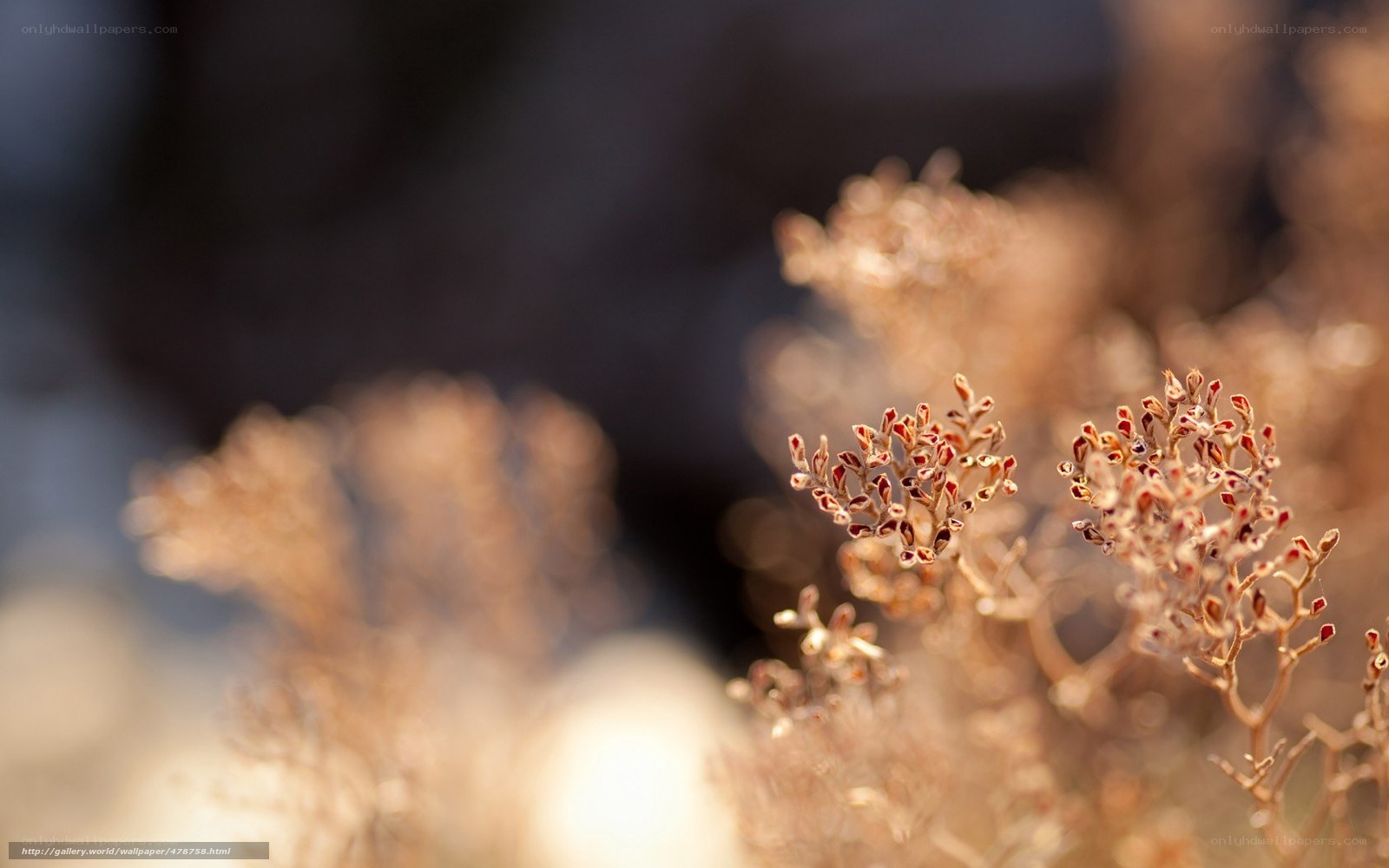 Dried flowers in sunlight