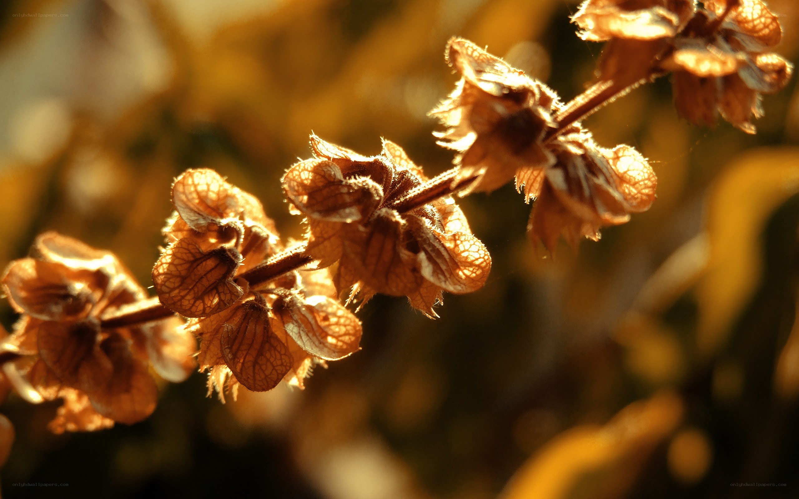 dried flowers in sunlight