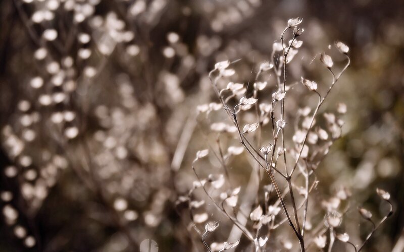 dried flowers in sunlight