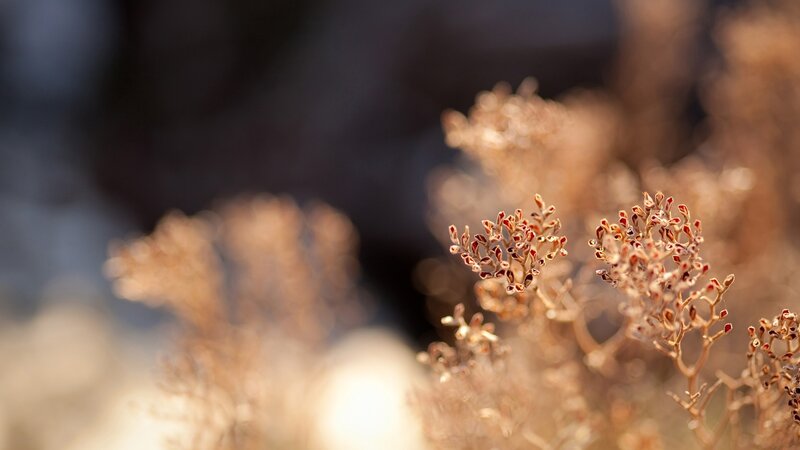 dried flowers in sunlight
