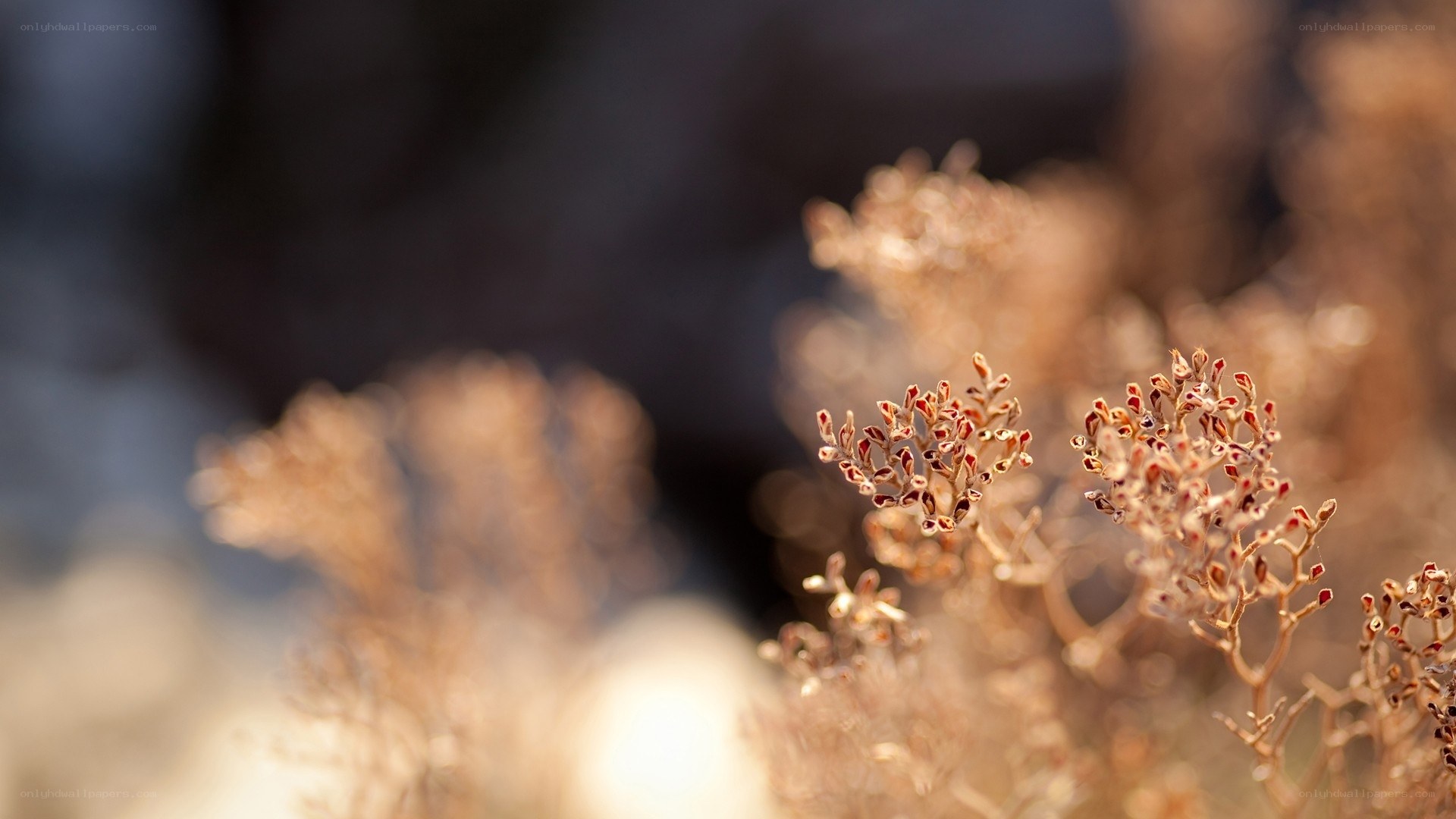 dried flowers in sunlight