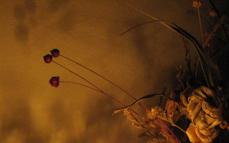 dried flowers in warm light