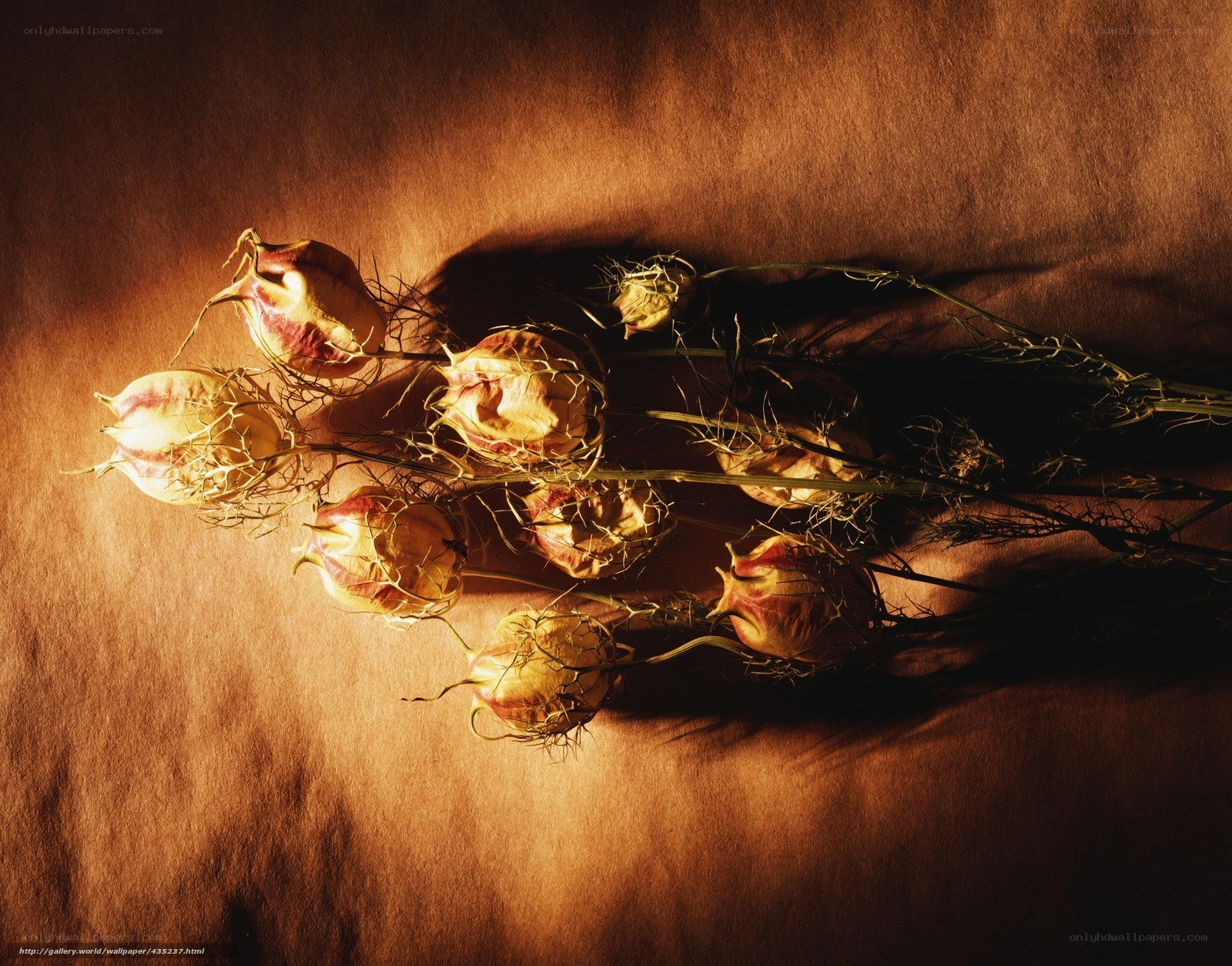 Dried flowers in warm light