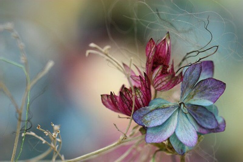 Dried Flowers in Wind