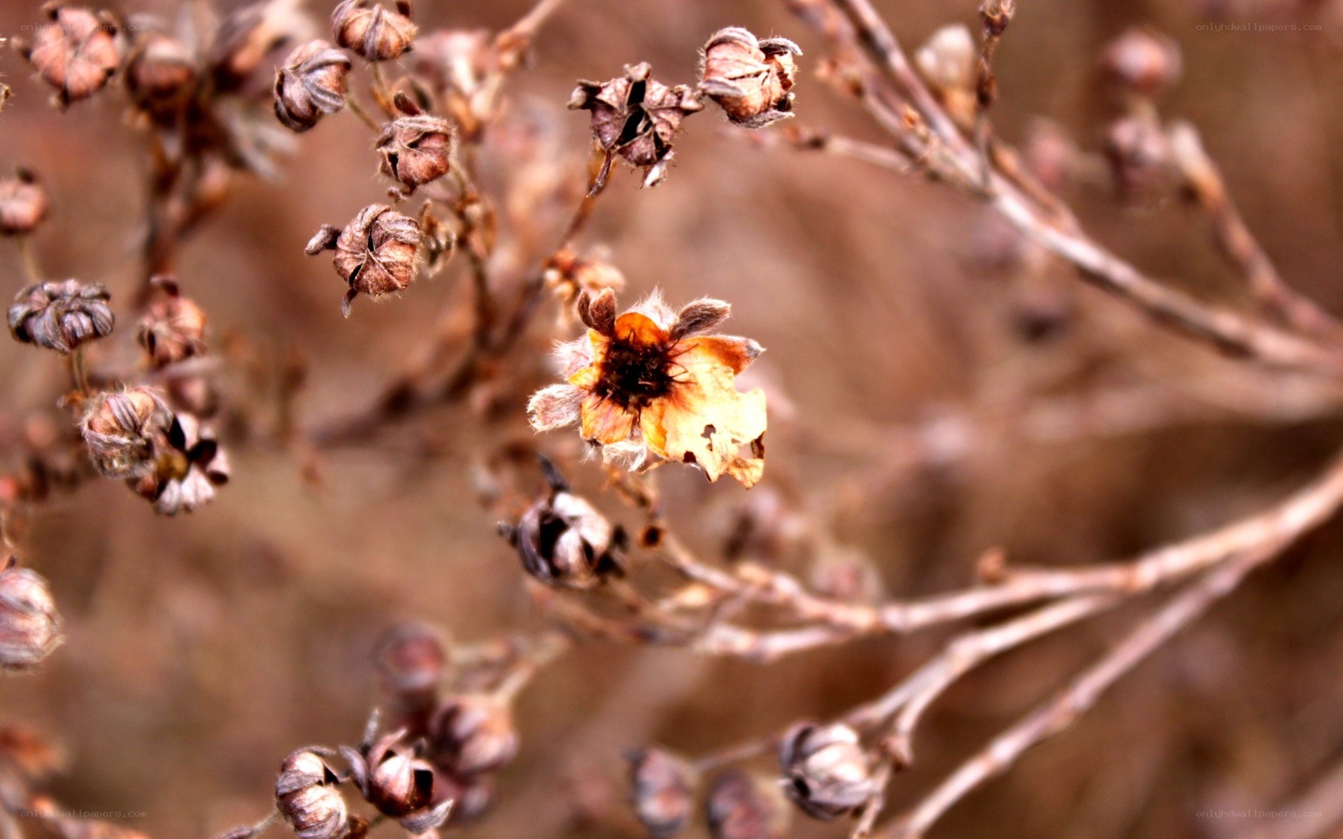 Dried flowers on a branch