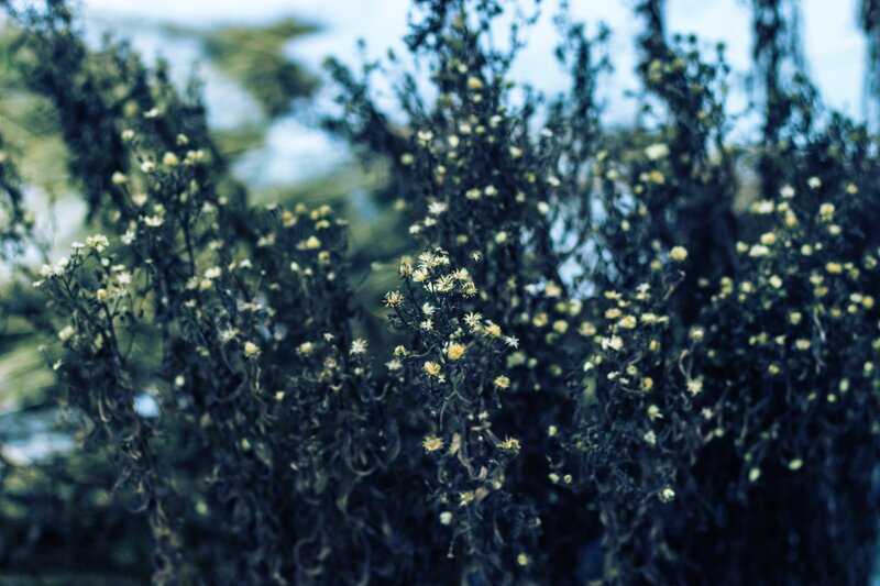 Dried Flowers on Bush