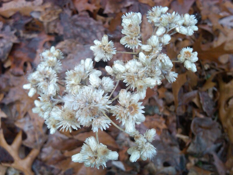dried flowers on fallen leaves